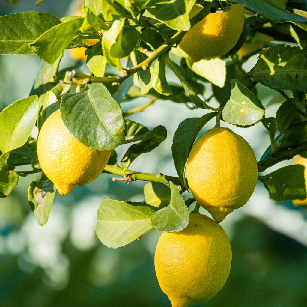 Huile Essentielle - Citron