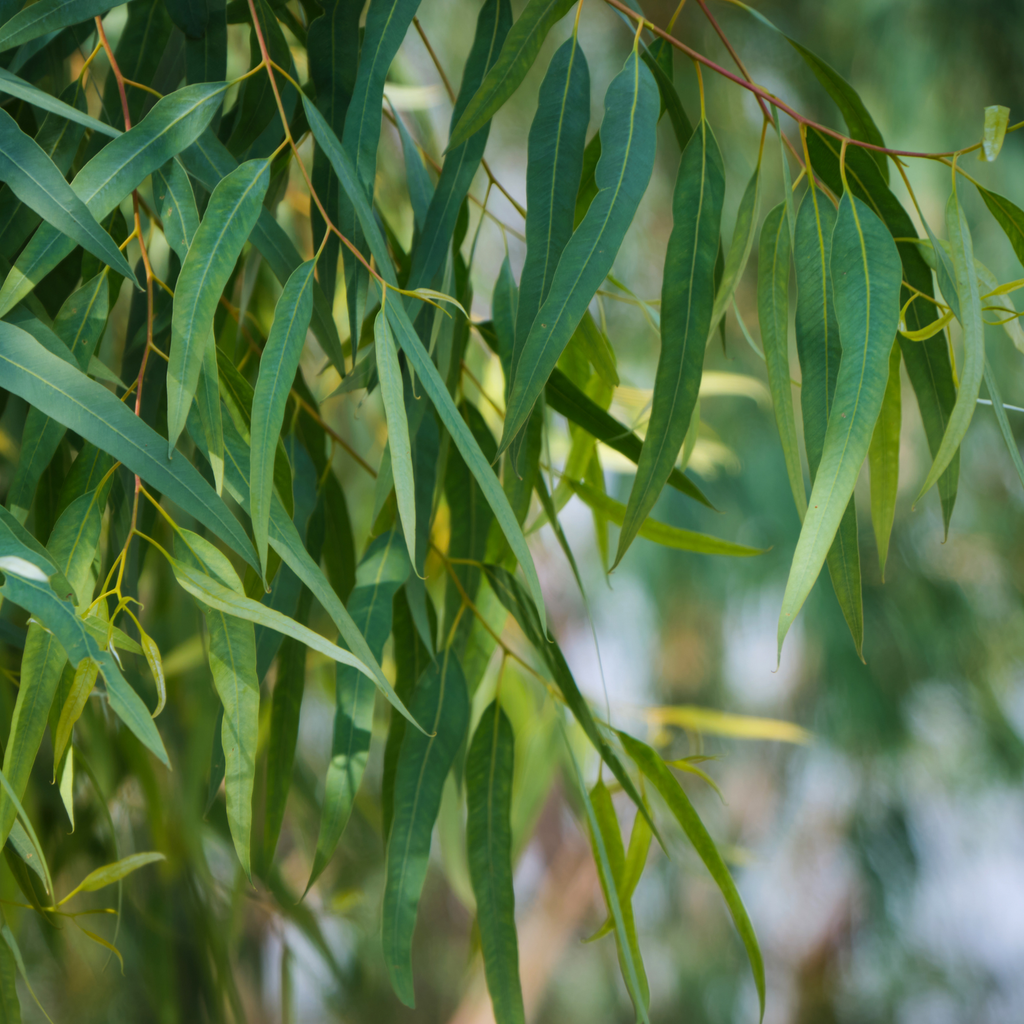 Huile Essentielle - Eucalyptus Officinal