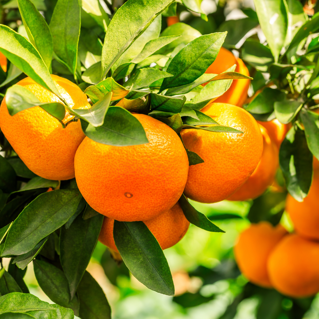 Huile Essentielle - Orange Douce